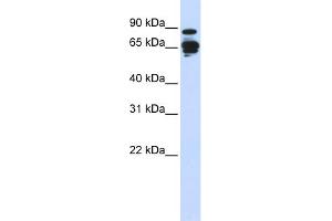 WB Suggested Anti-AMPH Antibody Titration: 0.