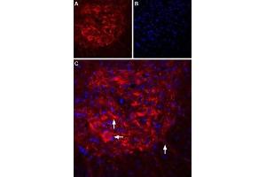 Immunohistochemistry (IHC) image for anti-Inositol 1,4,5-Trisphosphate Receptor, Type 2 (ITPR2) (AA 2683-2696), (Intracellular) antibody (Atto 594) (ABIN7043289)