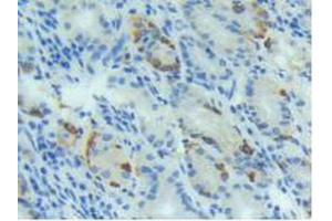 IHC-P analysis of Human Stomach Tissue, with DAB staining. (BMP4 Antikörper  (AA 293-408))