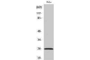Western Blotting (WB) image for anti-Ephrin A5 (EFNA5) (Internal Region) antibody (ABIN3184516) (Ephrin A5 Antikörper  (Internal Region))