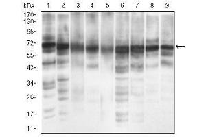 Western Blotting (WB) image for anti-Eukaryotic Translation Initiation Factor 2A, 65kDa (EIF2A) (AA 448-576) antibody (ABIN1724939)