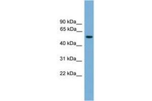 Image no. 1 for anti-Forkhead Box N3 (FOXN3) (AA 359-408) antibody (ABIN6745632) (FOXN3 Antikörper  (AA 359-408))
