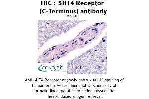 Image no. 1 for anti-Serotonin Receptor 4 (HTR4) (C-Term) antibody (ABIN1731375) (Serotonin Receptor 4 Antikörper  (C-Term))