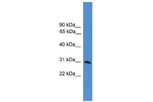 WB Suggested Anti-GTF2E2 Antibody Titration:  0. (GTF2E2 Antikörper  (N-Term))