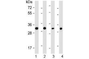 Western blot testing of human 1) SW480, 2) PANC-1, 3) MCF7 and 4) HeLa cell lysate with OR7C2 antibody at 1:1000. (OR7C2 Antikörper  (AA 286-319))