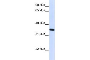Western Blotting (WB) image for anti-Reticulon 1 (RTN1) antibody (ABIN2459312) (Reticulon 1 Antikörper)