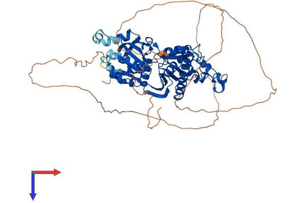PANK1 Protein (AA 1-598) (His tag)