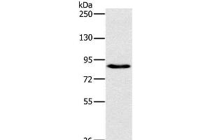 Western Blot analysis of 231 cell using PLEKHG6 Polyclonal Antibody at dilution of 1:800 (PLEKHG6 Antikörper)