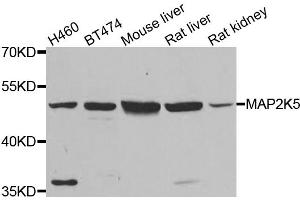 Western blot analysis of extracts of various cell lines, using MAP2K5 antibody (ABIN5974181) at 1/500 dilution. (MAP2K5 Antikörper)