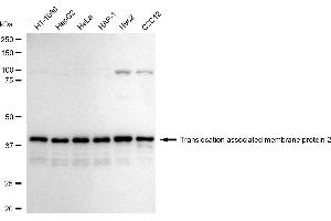 anti-Translocation Associated Membrane Protein 2 (TRAM2) antibody