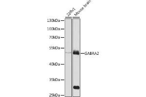 Western blot analysis of extracts of various cell lines, using G antibody (ABIN3022575, ABIN3022576, ABIN3022577 and ABIN6218914) at 1:1000 dilution. (GABRA2 Antikörper  (AA 300-400))