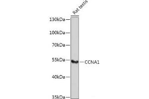 Western blot analysis of extracts of Rat testis using CCNA1 Polyclonal Antibody at dilution of 1:1000. (Cyclin A1 Antikörper)