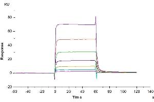 Surface Plasmon Resonance (SPR) image for CD274 (PD-L1) (AA 19-238) protein (Fc Tag) (ABIN7275430)