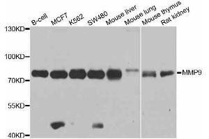 Western blot analysis of extracts of various cell lines, using MMP9 antibody. (MMP 9 Antikörper  (AA 538-707))