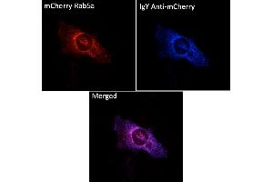 Immunofluorescence (IF) image for Chicken anti-Chicken IgY antibody (DyLight 405) (ABIN7273051) (Huhn anti-Huhn IgY Antikörper (DyLight 405))