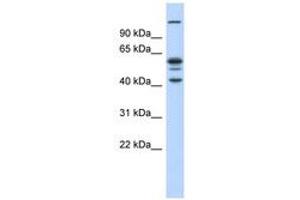Image no. 1 for anti-GA Repeat Binding Protein, beta 1 (GABPB1) (C-Term) antibody (ABIN6739096) (GABPB1 Antikörper  (C-Term))