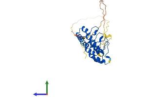 Protein Structure (PS) image for Regulatory Factor X-Associated Ankyrin Containing Protein (RFXANK) (AA 1-260) protein (His tag) (ABIN7551331)