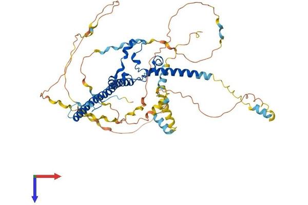 WASF1 Protein (AA 1-559) (His tag)
