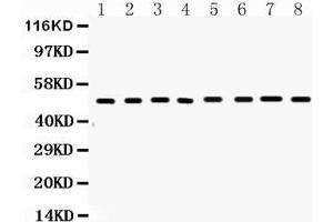 Western Blotting (WB) image for anti-TNF Receptor Superfamily, Member 6 (FAS) (AA 87-109), (N-Term) antibody (ABIN3044338)