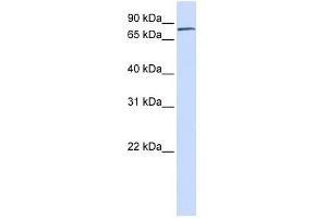 FERMT1 antibody used at 1 ug/ml to detect target protein. (FERMT1 Antikörper)