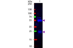 Western Blot of Fluorescein conjugated Goat anti-Rabbit IgG Pre-Adsorbed secondary antibody. (Ziege anti-Kaninchen IgG (Heavy & Light Chain) Antikörper (FITC) - Preadsorbed)