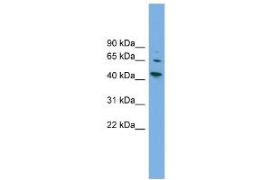 WB Suggested Anti-WIPF2  Antibody Titration: 0. (WIPF2 Antikörper  (Middle Region))