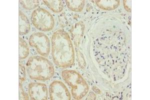Immunohistochemistry of paraffin-embedded human kidney tissue using ABIN7159567 at dilution of 1:100 (MTX2 Antikörper  (AA 1-263))