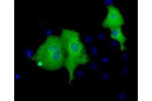 Immunofluorescence (IF) image for anti-Von Willebrand Factor A Domain Containing 5A (VWA5A) antibody (ABIN1501742) (VWA5A Antikörper)