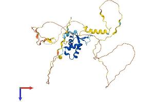 FOXE1 Protein (AA 1-371) (His tag)