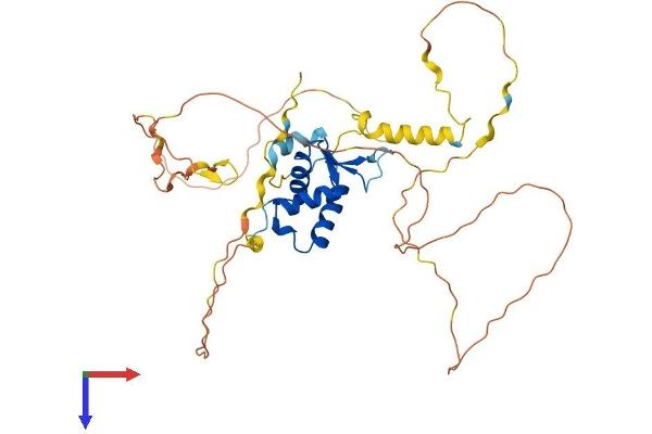 FOXE1 Protein (AA 1-371) (His tag)