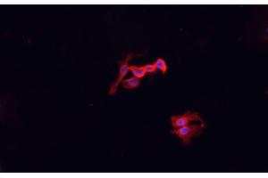 ABIN6276957 staining HepG2? (Macrophage Scavenger Receptor 1 Antikörper  (N-Term))