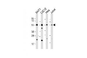 All lanes : Anti-CASP8 Antibody (C-term) at 1:2000 dilution Lane 1: BA/F3 whole cell lysate Lane 2: C2C12 whole cell lysate Lane 3: Hela whole cell lysate Lane 4: Jurkat whole cell lysate Lysates/proteins at 20 μg per lane. (Caspase 8 Antikörper  (C-Term))