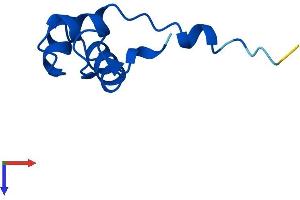 POLR2L Protein (AA 1-67) (Fc Tag)