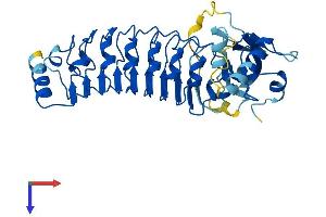 LRRC28 Protein (AA 1-367) (His tag)