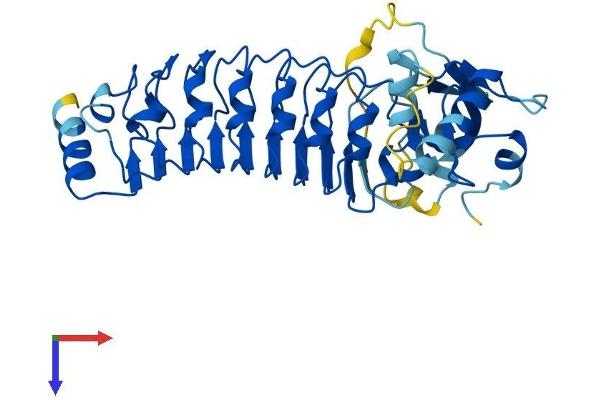 LRRC28 Protein (AA 1-367) (His tag)