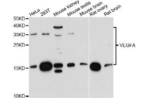 Western blot analysis of extracts of various cell lines, using VEGFA antibody. (VEGFA Antikörper)
