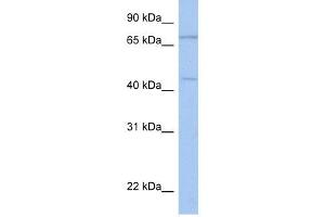 ISLR2 antibody used at 1 ug/ml to detect target protein. (ISLR2 Antikörper  (N-Term))