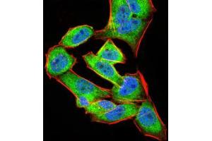 Immunofluorescence (IF) image for anti-Annexin A5 (ANXA5) (AA 160-320) antibody (ABIN5542268)