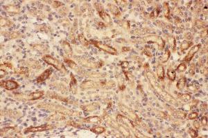 Anti-MMP7 Picoband antibody, IHC(P): Mouse Kidney Tissue (MMP7 Antikörper  (AA 95-264))