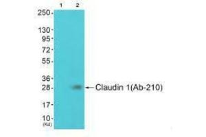Western blot analysis of extracts from JK cells (Lane 2), using Claudin 1 (Ab-210) antiobdy. (Claudin 1 Antikörper  (Tyr210))