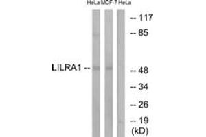 Western blot analysis of extracts from HeLa/MCF-7 cells, using LILRA1 Antibody. (LILRA1 Antikörper  (AA 53-102))