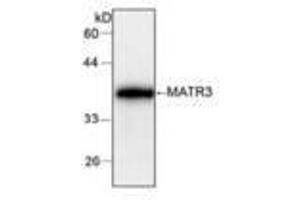 Image no. 1 for anti-Matrin 3 (MATR3) antibody (ABIN791471) (MATR3 Antikörper)