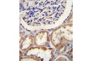 HtrA1 Antibody (N-term) (ABIN388127 and ABIN2846341) immunohistochemistry analysis in formalin fixed and paraffin embedded human kidney tissue followed by peroxidase conjugation of the secondary antibody and DAB staining. (HTRA1 Antikörper  (N-Term))