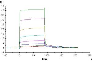 Human CD155, hFc Tag captured on CM5 Chip via Protein A can bind Cynomolgus DNAM-1, His Tag with an affinity constant of 0. (CD226 Protein (CD226) (AA 19-252) (His tag))