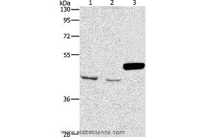 Western blot analysis of A172 and K562 cell, mouse pancreas tissue, using ARMCX3 Polyclonal Antibody at dilution of 1:900 (ARMCX3 Antikörper)