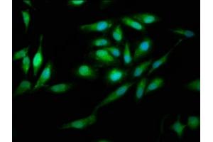 Immunofluorescence staining of Hela cells with ABIN7166879 at 1:200, counter-stained with DAPI. (PNPO Antikörper  (AA 114-207))