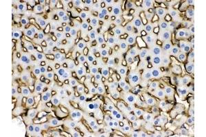 IHC testing of FFPE mouse liver with NTCP antibody.