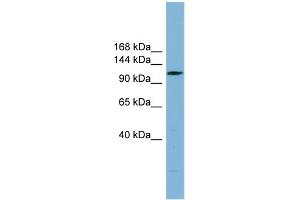 DNAAF2 Antikörper  (N-Term)