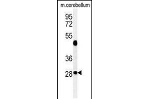 Western blot analysis of RRAGD Antibody in mouse cerebellum tissue lysates (35ug/lane) (RRAGD Antikörper  (AA 171-199))