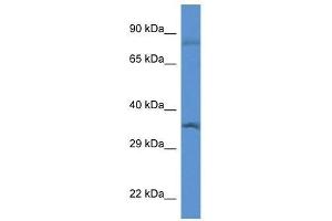Western Blot showing Gtf2b antibody used at a concentration of 1.